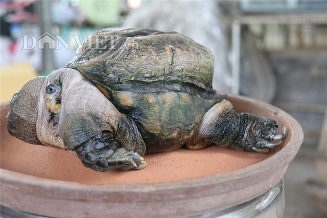 rùa siêu dị, rùa siêu xấu xí, rùa giá tiền tỷ, rùa Hồ Gươm