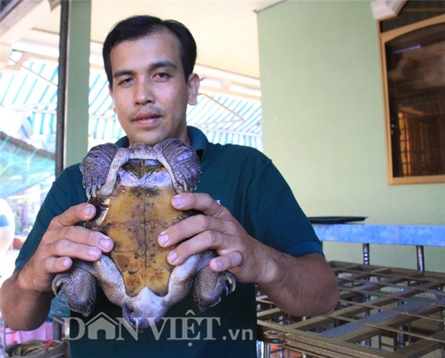 rùa siêu dị, rùa siêu xấu xí, rùa giá tiền tỷ, rùa Hồ Gươm