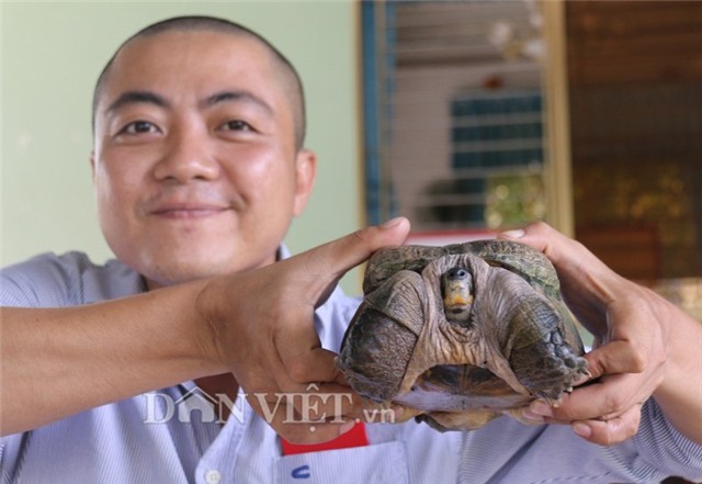 rùa siêu dị, rùa siêu xấu xí, rùa giá tiền tỷ, rùa Hồ Gươm