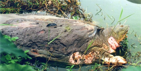 cụ rùa, rùa hồ gươm, rùa hồ gươm chết, khổng lồ, hồ hoàn kiếm, cụ-rùa, rùa-hồ-gươm, rùa-hồ-gươm-chết, khổng-lồ, hồ-hoàn-kiếm