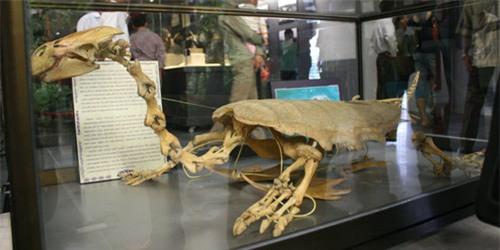 cụ rùa, rùa hồ gươm, rùa hồ gươm chết, khổng lồ, hồ hoàn kiếm, cụ-rùa, rùa-hồ-gươm, rùa-hồ-gươm-chết, khổng-lồ, hồ-hoàn-kiếm