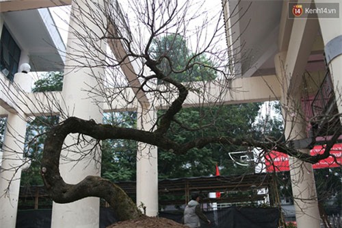 đào đá, đào đá sapa, 100 năm tuổi, giá 700 triệu, Hà Nội, đào-đá, đào-đá-sapa, 100-năm-tuổi, giá-700-triệu, Hà-Nội