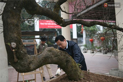 đào đá, đào đá sapa, 100 năm tuổi, giá 700 triệu, Hà Nội, đào-đá, đào-đá-sapa, 100-năm-tuổi, giá-700-triệu, Hà-Nội