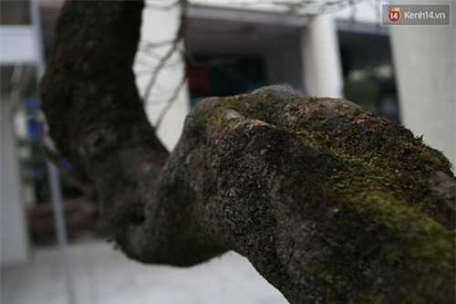 đào đá, đào đá sapa, 100 năm tuổi, giá 700 triệu, Hà Nội, đào-đá, đào-đá-sapa, 100-năm-tuổi, giá-700-triệu, Hà-Nội