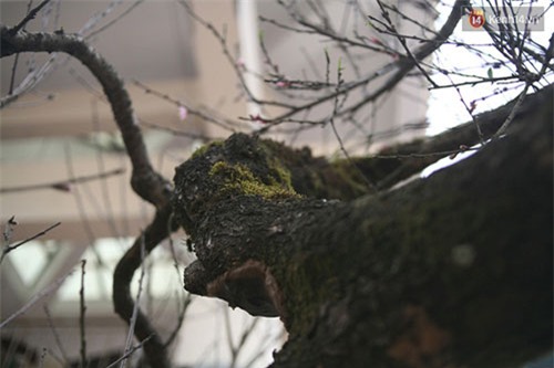 đào đá, đào đá sapa, 100 năm tuổi, giá 700 triệu, Hà Nội, đào-đá, đào-đá-sapa, 100-năm-tuổi, giá-700-triệu, Hà-Nội