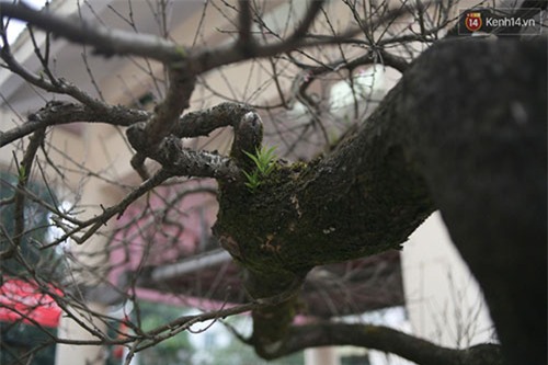 đào đá, đào đá sapa, 100 năm tuổi, giá 700 triệu, Hà Nội, đào-đá, đào-đá-sapa, 100-năm-tuổi, giá-700-triệu, Hà-Nội