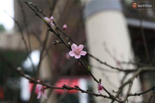 đào đá, đào đá sapa, 100 năm tuổi, giá 700 triệu, Hà Nội, đào-đá, đào-đá-sapa, 100-năm-tuổi, giá-700-triệu, Hà-Nội