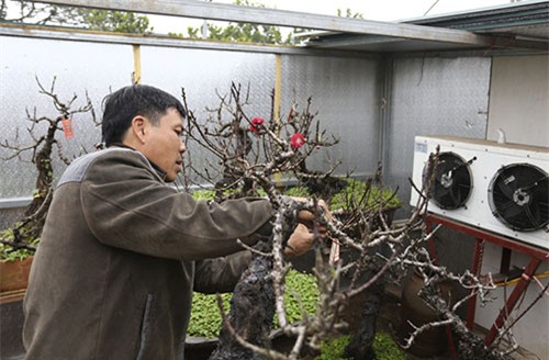 đào tết, hà nội, đào thất thốn, lô cốt, điều hòa, đào-tết, hà-nội, đào-thất-thốn, lô-cốt, điều-hòa