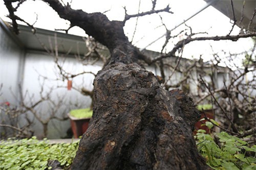 đào tết, hà nội, đào thất thốn, lô cốt, điều hòa, đào-tết, hà-nội, đào-thất-thốn, lô-cốt, điều-hòa