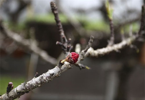 đào tết, hà nội, đào thất thốn, lô cốt, điều hòa, đào-tết, hà-nội, đào-thất-thốn, lô-cốt, điều-hòa