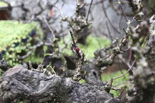 đào tết, hà nội, đào thất thốn, lô cốt, điều hòa, đào-tết, hà-nội, đào-thất-thốn, lô-cốt, điều-hòa