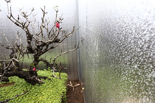 đào tết, hà nội, đào thất thốn, lô cốt, điều hòa, đào-tết, hà-nội, đào-thất-thốn, lô-cốt, điều-hòa