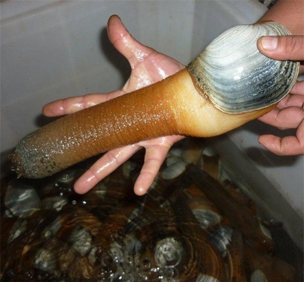 đại gia Việt, tu hài, Viagra, Viagra tự nhiên, món ngon