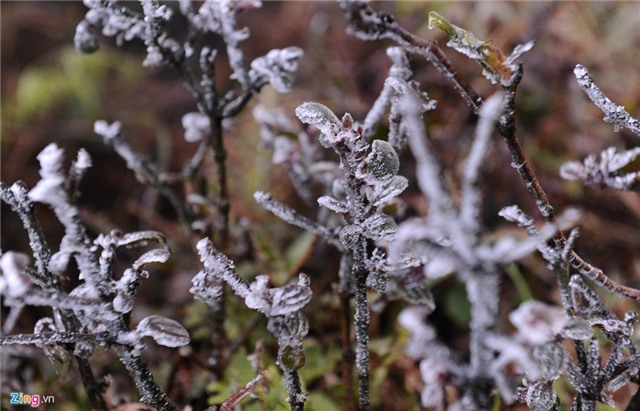 Băng tuyết phủ trắng trên đỉnh Mẫu Sơn