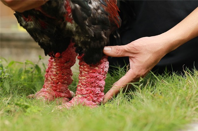 gà Đông Cảo, gà Đông Tảo, đặc sản, 9X, Giám đốc 9X lái Camry bán gà Đông Tảo, Tết