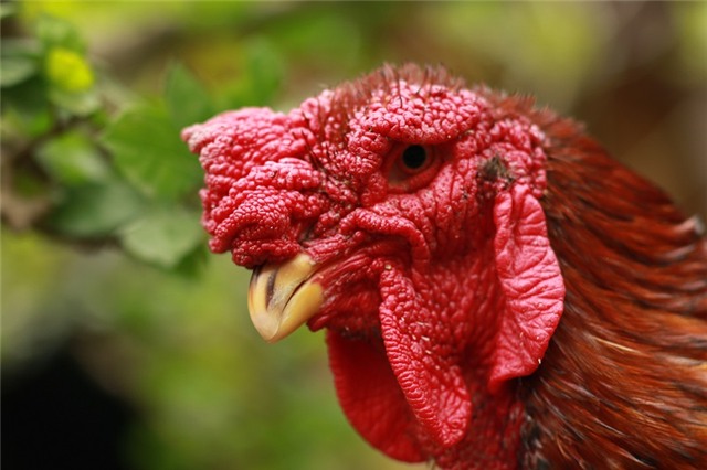 gà Đông Cảo, gà Đông Tảo, đặc sản, 9X, Giám đốc 9X lái Camry bán gà Đông Tảo, Tết