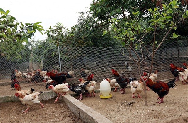 gà Đông Cảo, gà Đông Tảo, đặc sản, 9X, Giám đốc 9X lái Camry bán gà Đông Tảo, Tết