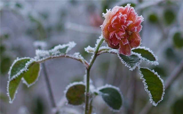 anh: the gioi chong choi voi dot lanh ky luc hinh anh 7