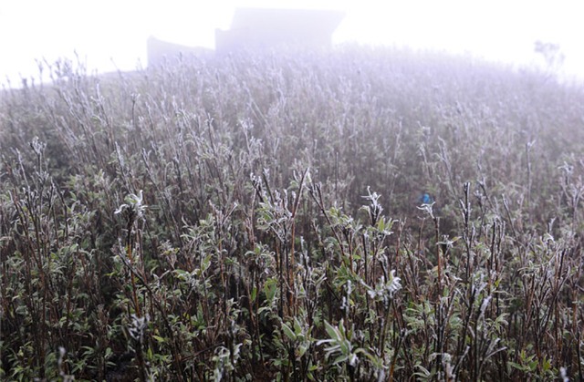 băng tuyết, tuyết, rét kỷ lục, Mẫu Sơn, Sa Pa