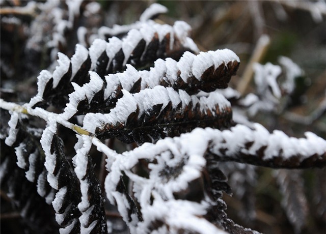 băng tuyết, tuyết, rét kỷ lục, Mẫu Sơn, Sa Pa