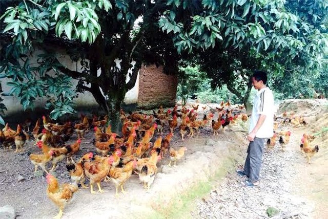 Nhật ký, nhật ký chăn nuôi, chăn nuôi, nuôi gà sạch, ghi theo ngày, tiết lộ, ghi nhật ký, doanh nghiệp, nhật-ký, nhật-ký-chăn-nuôi, chăn-nuôi, nuôi-gà-sạch, ghi-theo-ngày, tiết-lộ, ghi-nhật-ký, doanh-nghiệp, người-nuôi