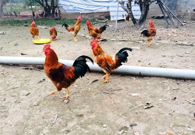 Nhật ký, nhật ký chăn nuôi, chăn nuôi, nuôi gà sạch, ghi theo ngày, tiết lộ, ghi nhật ký, doanh nghiệp, nhật-ký, nhật-ký-chăn-nuôi, chăn-nuôi, nuôi-gà-sạch, ghi-theo-ngày, tiết-lộ, ghi-nhật-ký, doanh-nghiệp, người-nuôi