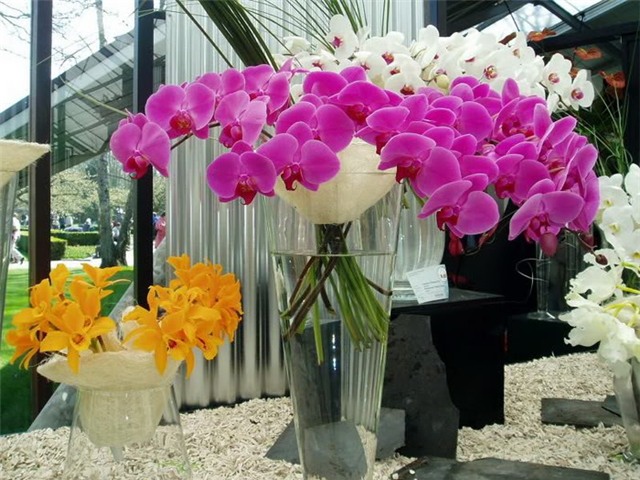 meo cam hoa tet ruoc loc vao nha - 1