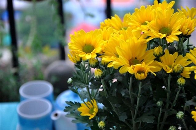 meo cam hoa tet ruoc loc vao nha - 2