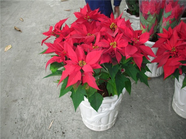 meo cam hoa tet ruoc loc vao nha - 3