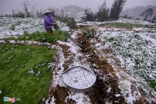 Nông dân thiệt hại tiền tỷ sau mưa tuyết