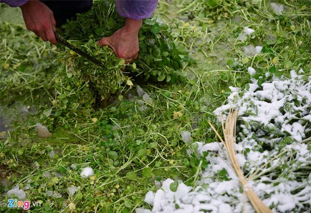 Nông dân thiệt hại tiền tỷ sau mưa tuyết