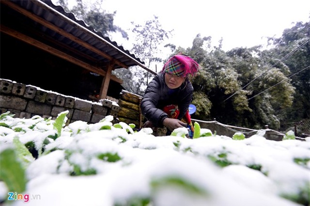 Nông dân thiệt hại tiền tỷ sau mưa tuyết