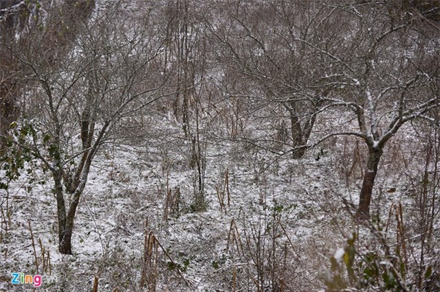 Nông dân thiệt hại tiền tỷ sau mưa tuyết