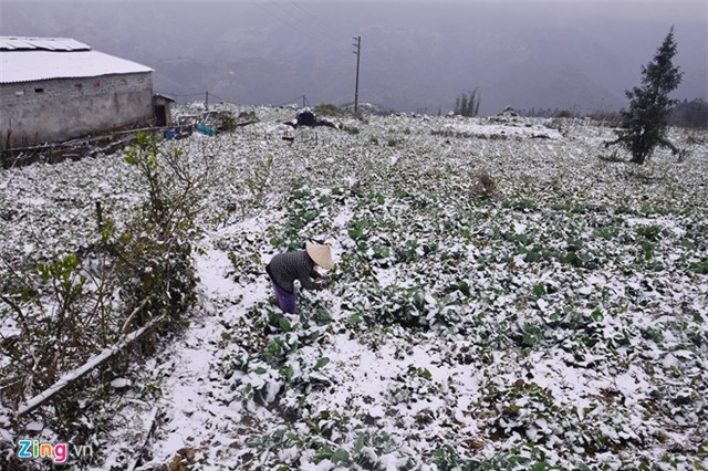 Nông dân thiệt hại tiền tỷ sau mưa tuyết