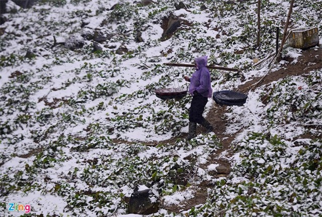Nông dân thiệt hại tiền tỷ sau mưa tuyết