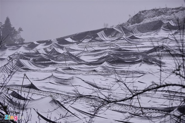 Nông dân thiệt hại tiền tỷ sau mưa tuyết
