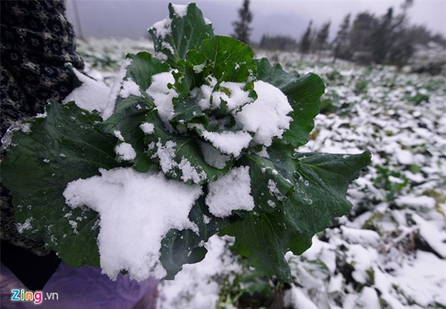 Nông dân thiệt hại tiền tỷ sau mưa tuyết