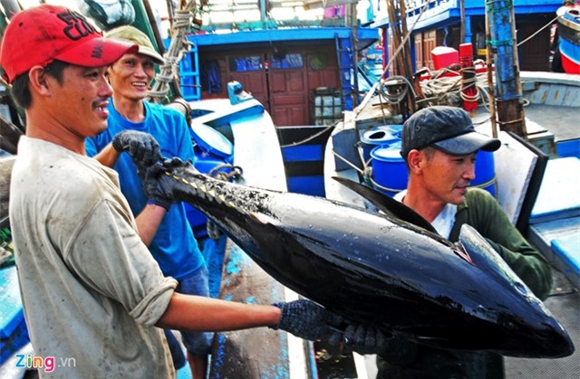  Con cá ngừ Việt Nam đầu tiên bán giá 12 triệu đồng ở Nhật