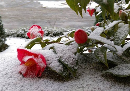 tuyet-roi-blogtamsu (3)