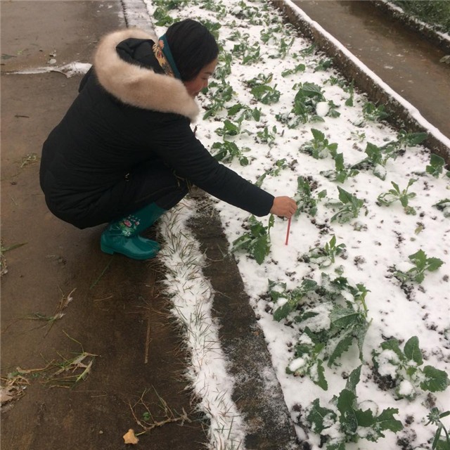 Trạm khí tượng Sa Pa, tuyết rơi, lạnh, Lào Cai, kỷ lục