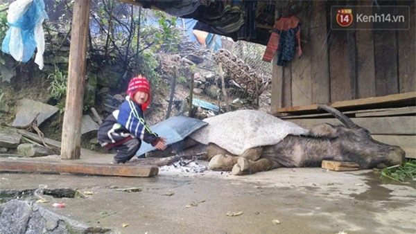 Trâu bò chết hàng loạt, 700 ha rau màu bị vùi lấp trong ngày rét kỷ lục ở Lào Cai - Ảnh 1.