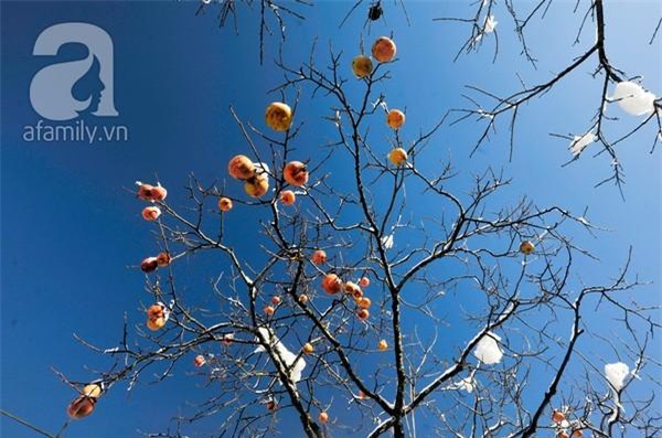 Người Sa Pa không nghèo và cũng chẳng chết rét vì tuyết rơi 14