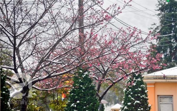 Người Sa Pa không nghèo và cũng chẳng chết rét vì tuyết rơi 16