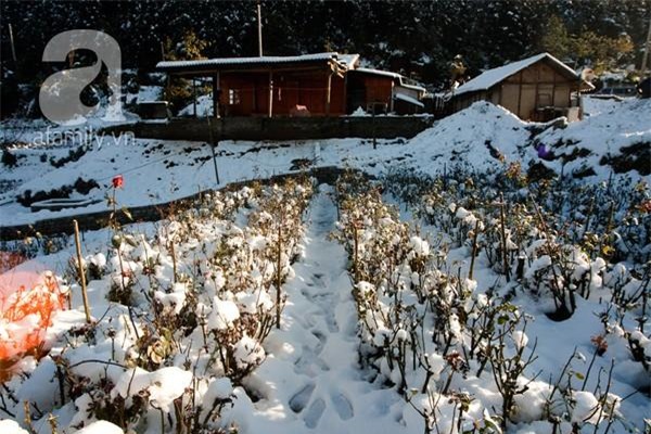 Người Sa Pa không nghèo và cũng chẳng chết rét vì tuyết rơi 19