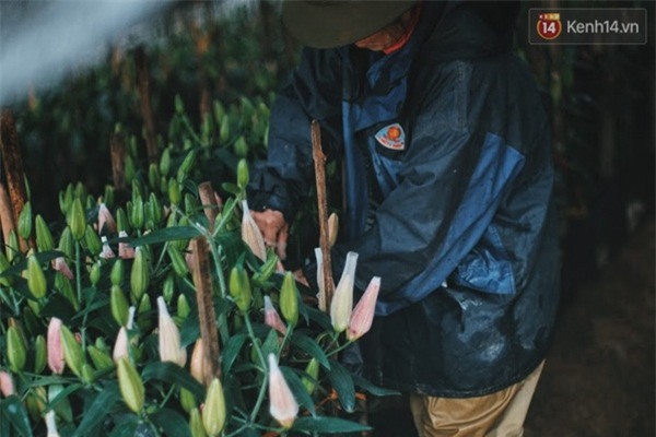 Người trồng hoa ly vui mừng khi thấy tuyết rơi ở Sa Pa - Ảnh 3.