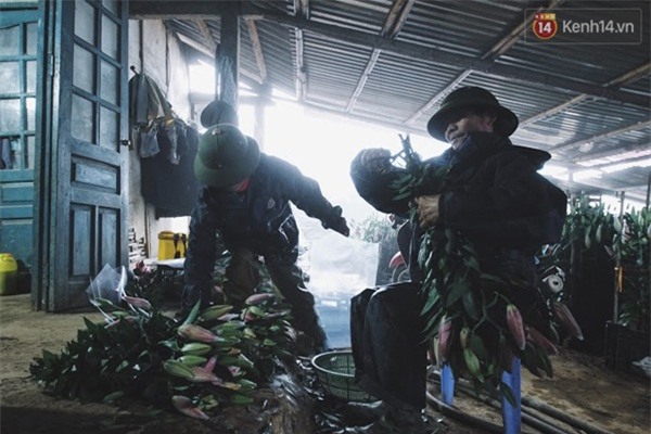 Người trồng hoa ly vui mừng khi thấy tuyết rơi ở Sa Pa - Ảnh 7.