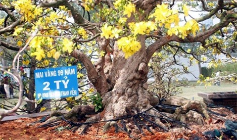 cây mai tiền tỷ, Tết, đại gia
