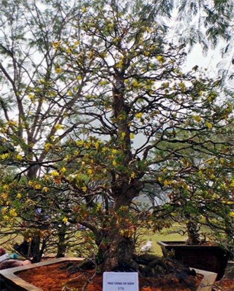 cây mai tiền tỷ, Tết, đại gia