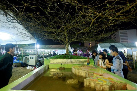 cây mai tiền tỷ, Tết, đại gia