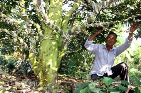 cây mai tiền tỷ, Tết, đại gia